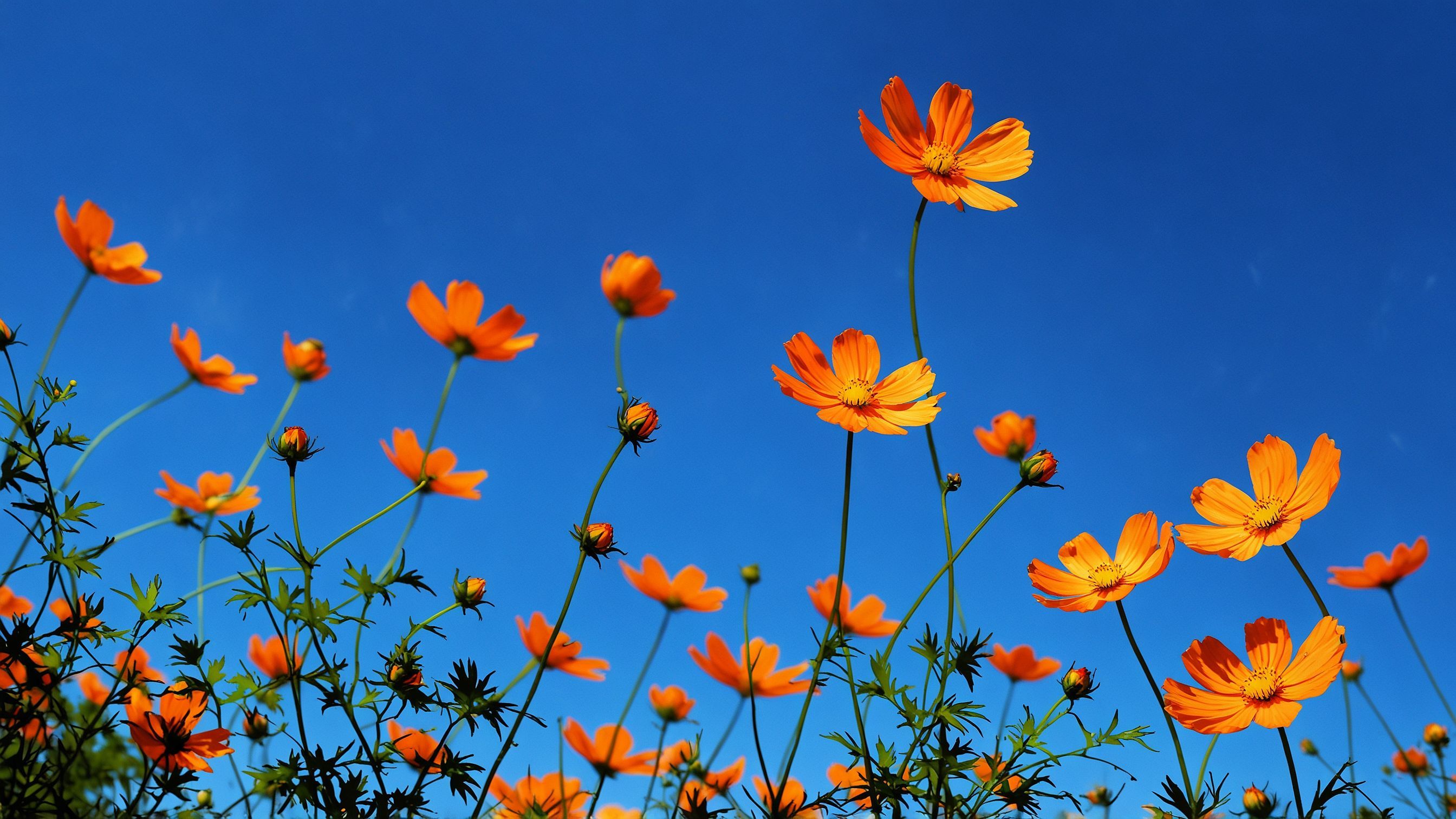 Bright orange cosmos flowers against blue sky